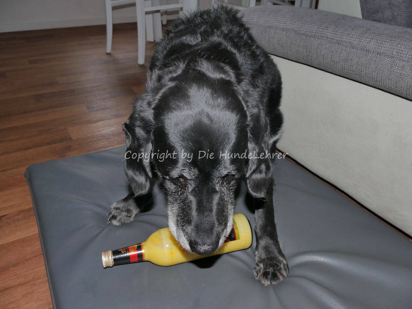 Wurf bergfest jeppedys retriever welpen oster Silvesterangst